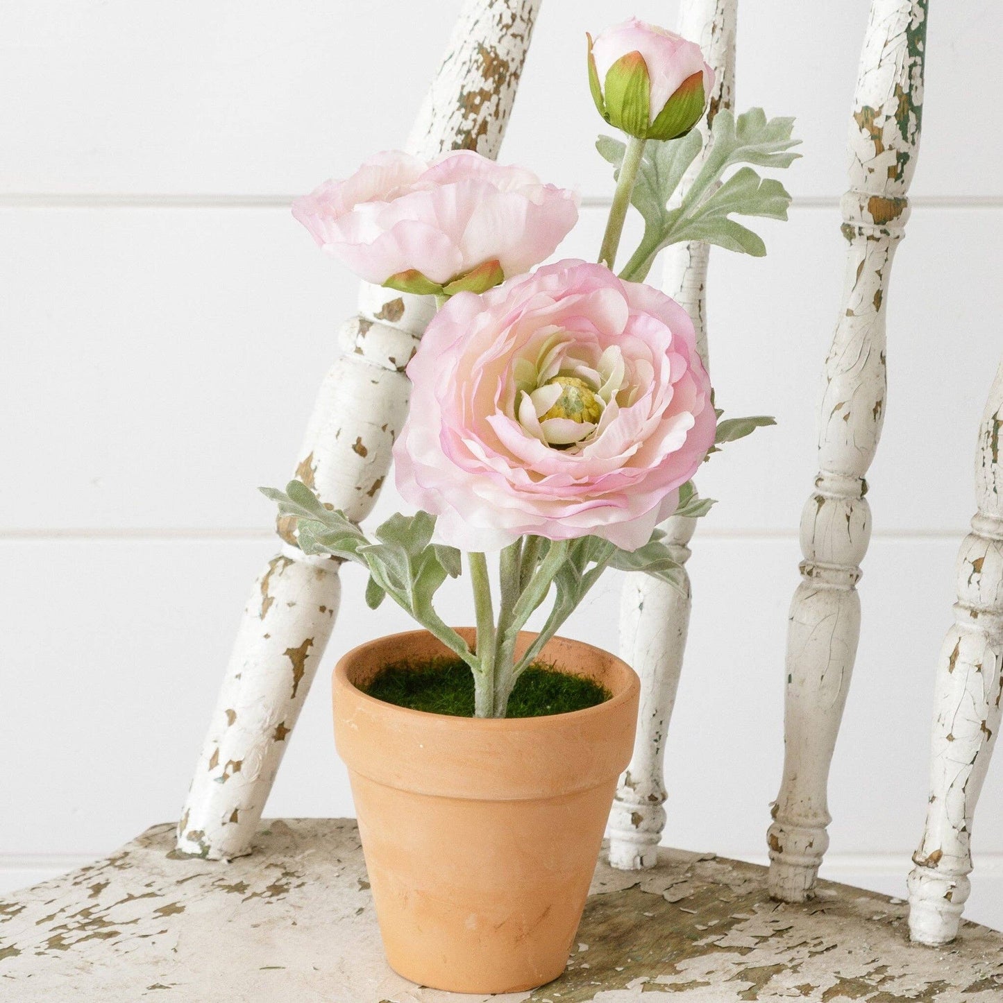 Potted Ranunculus, Pink (PC)