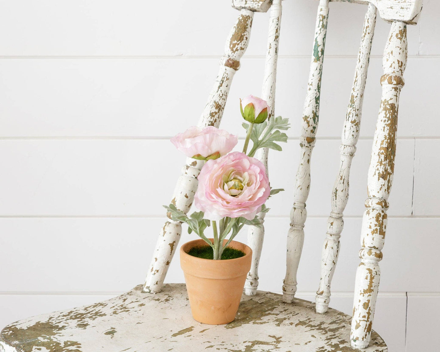 Potted Ranunculus, Pink (PC)